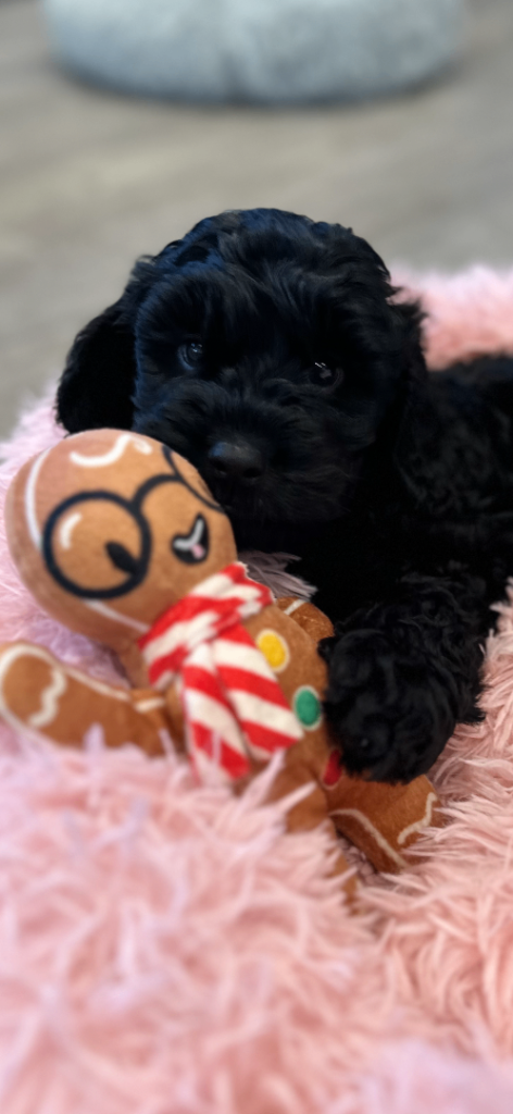 Cockapoo Last puppy available 