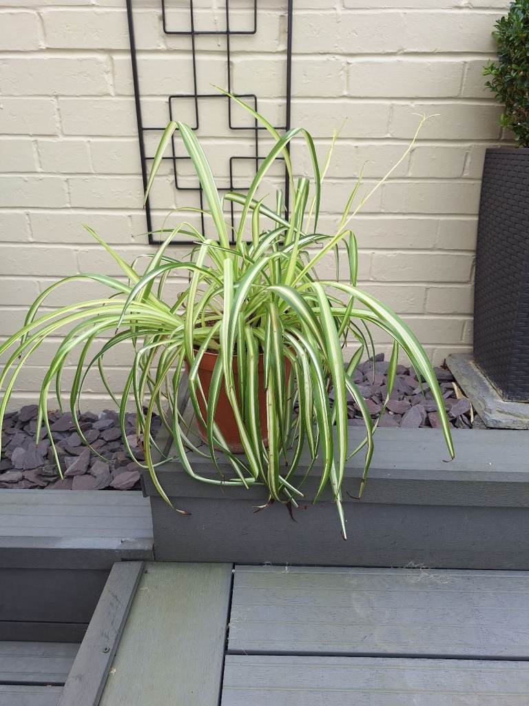 Mature spider plant 