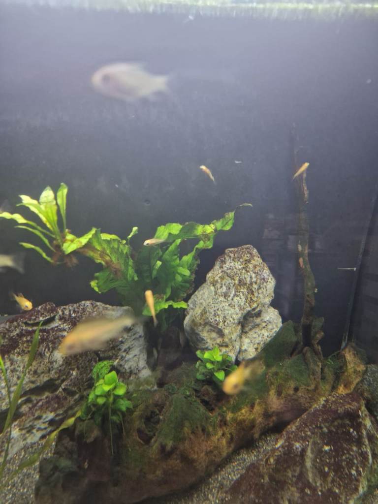 Selling adult and baby angel fish