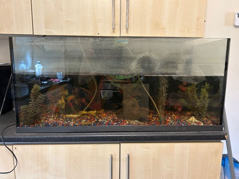 Tropical fish including entire set up 🐠
