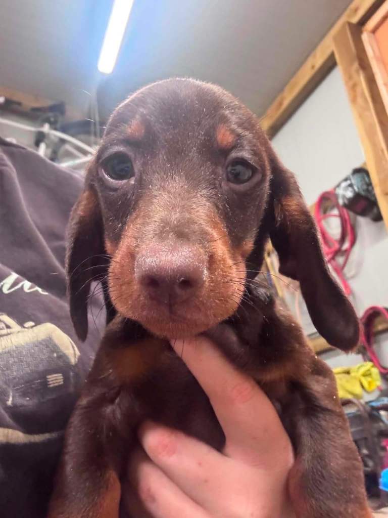 Daschund Puppies