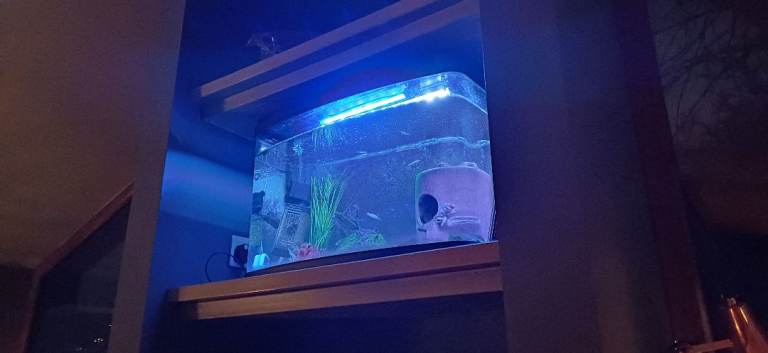 image for Fish tank ( tropical)