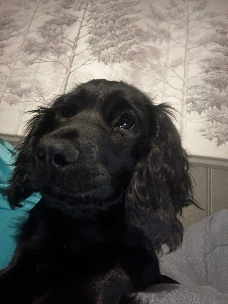 Cocker Spaniel