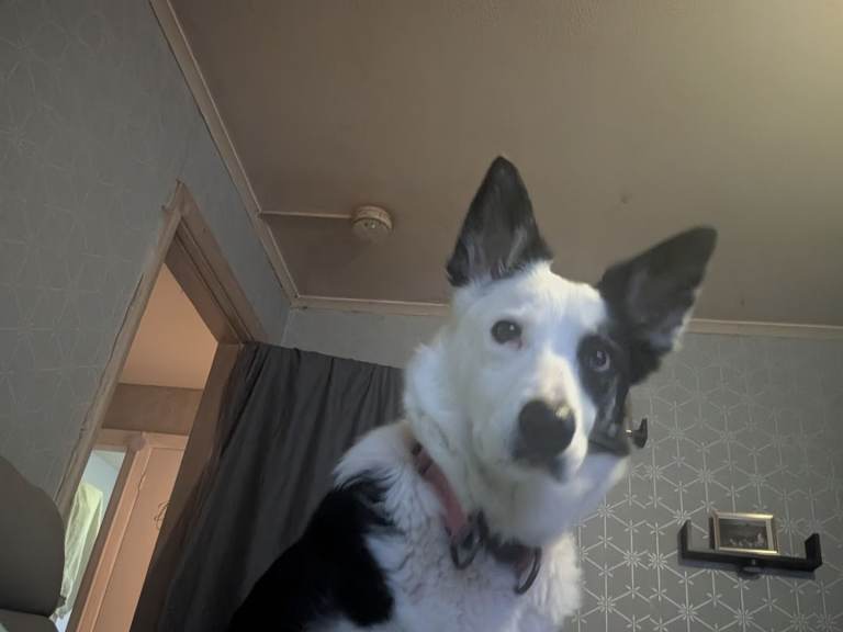 Husky cross border Collie 