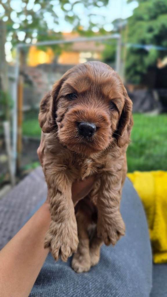 Cockapoo Puppy Girl Extensive Health Tested ❤️ 