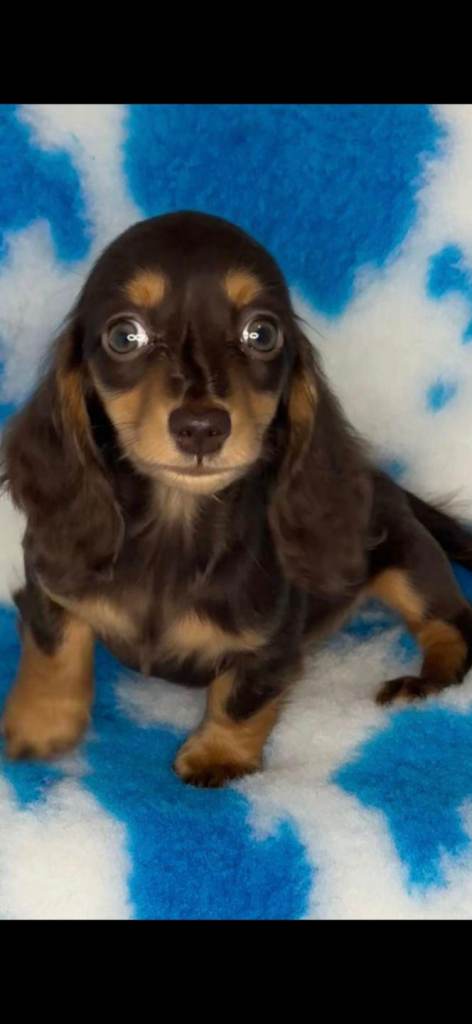 Miniture dachshund girl