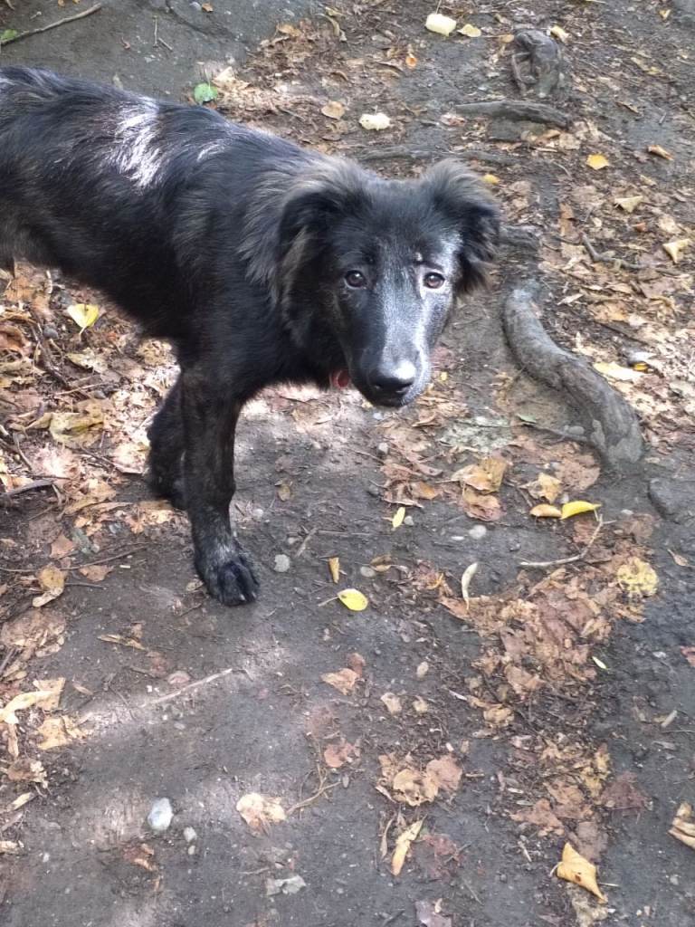 5 month old Dutch shepherd x