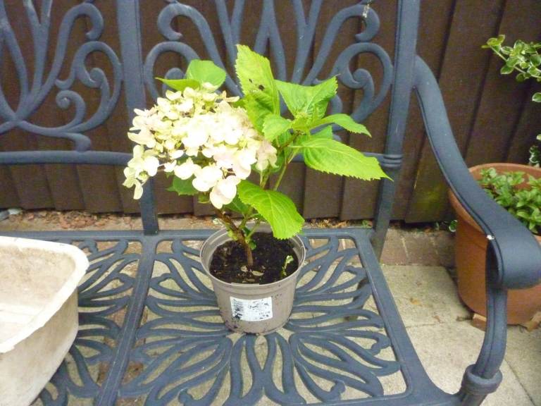 HYDRANGEA PLANT - PINK