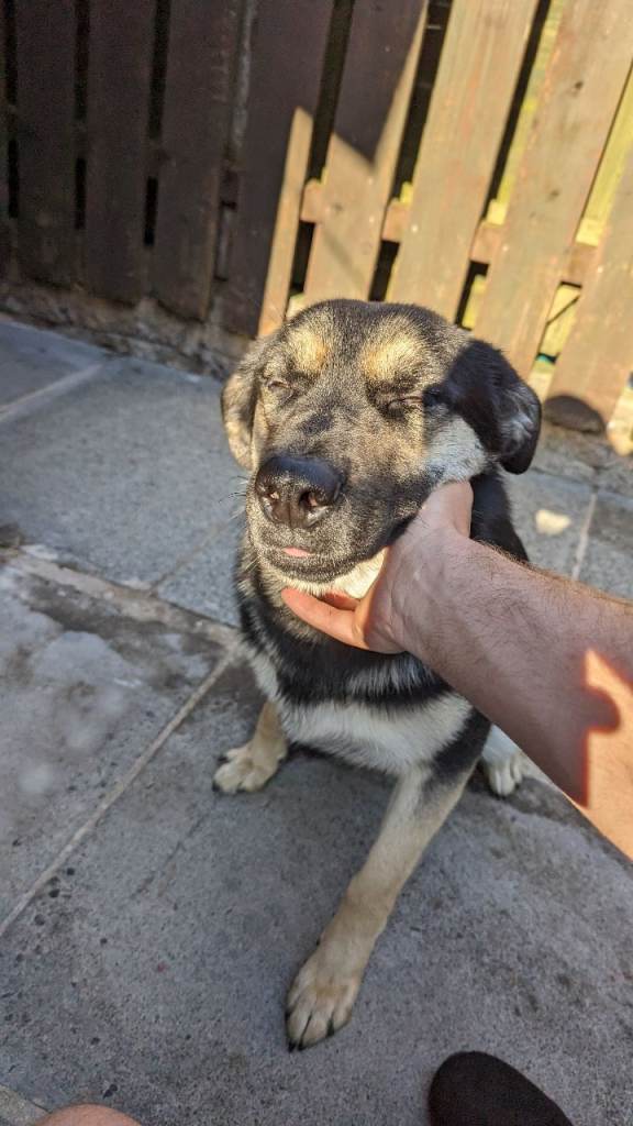 Lab cross German Shepherd