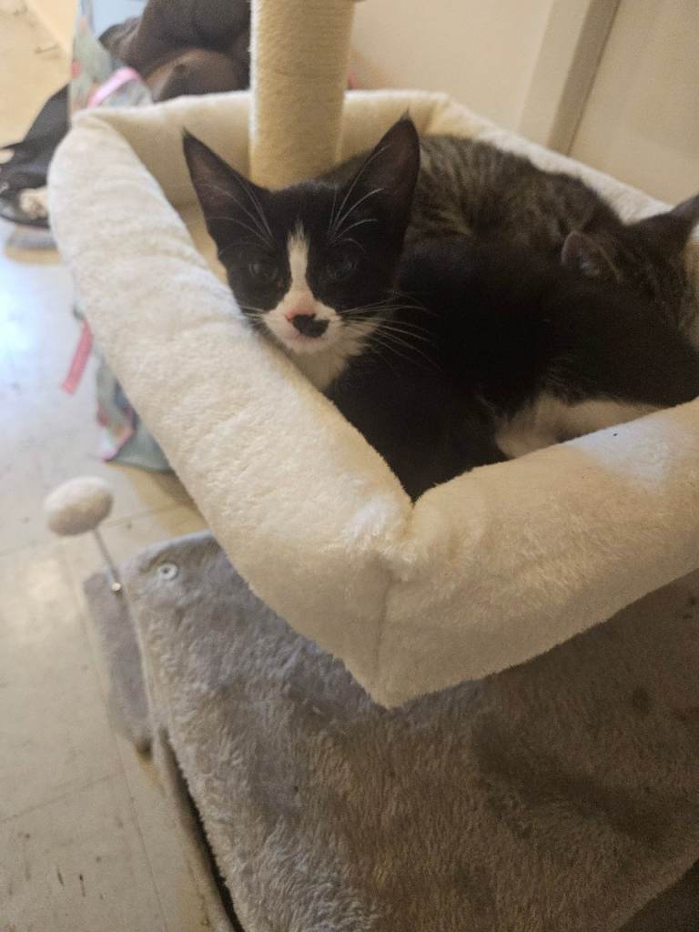 Kitten for sale