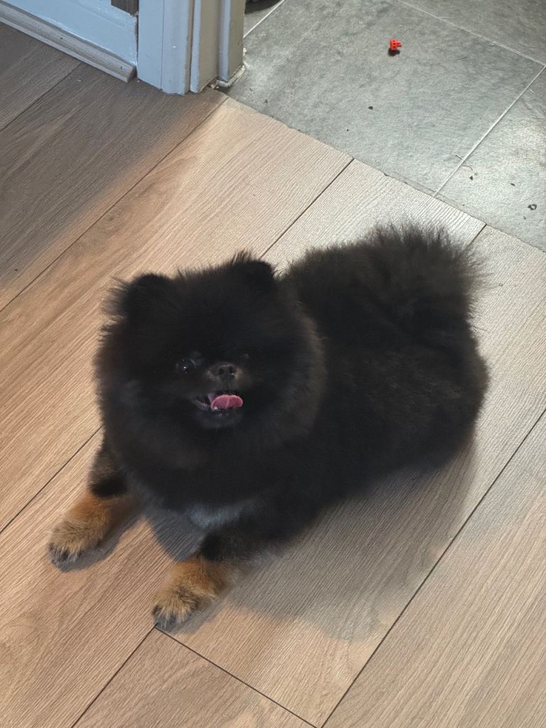 Black & tan KC reg female 