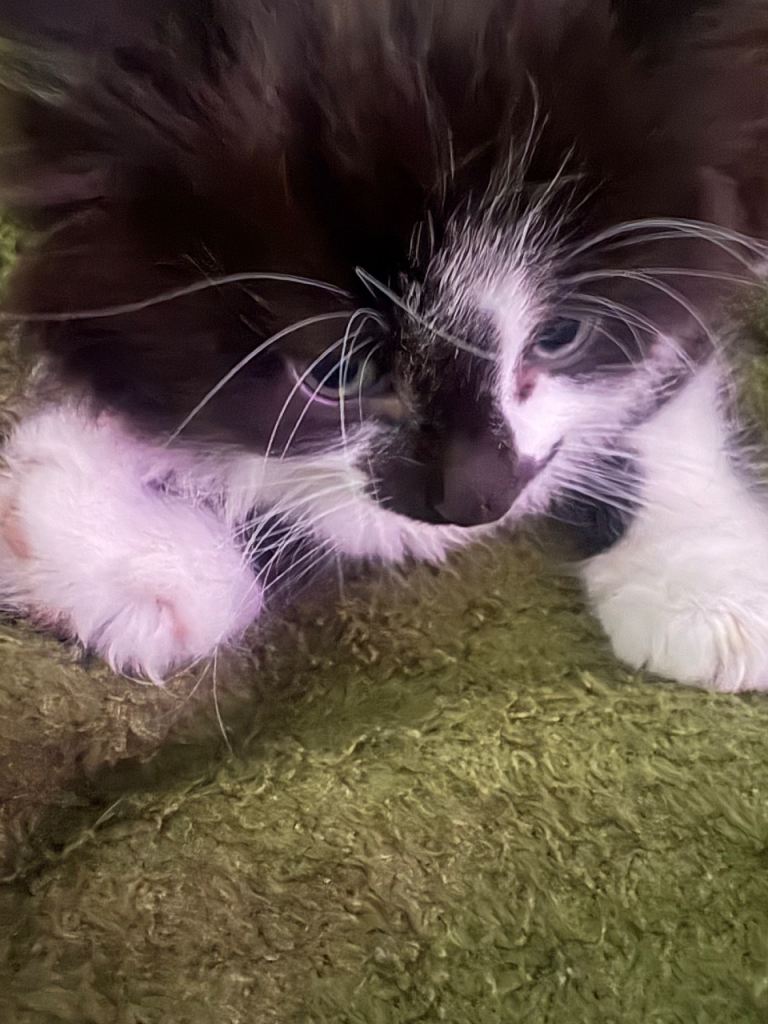 Playful kitten to sell