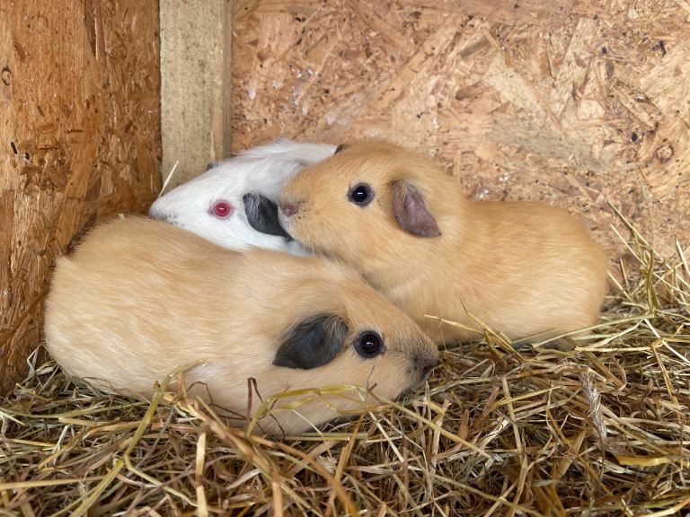 Baby Guineapig’s 