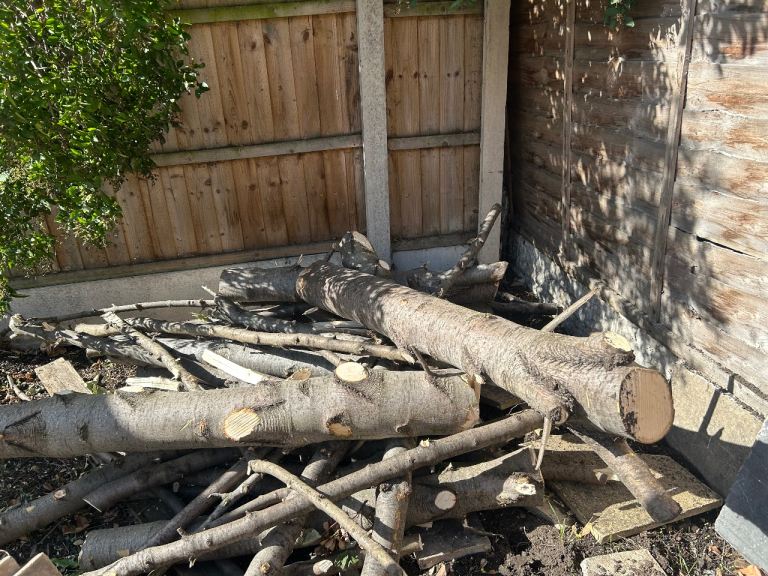 Cut Tree Logs and Branches – Ready for Firewood or Garden Use