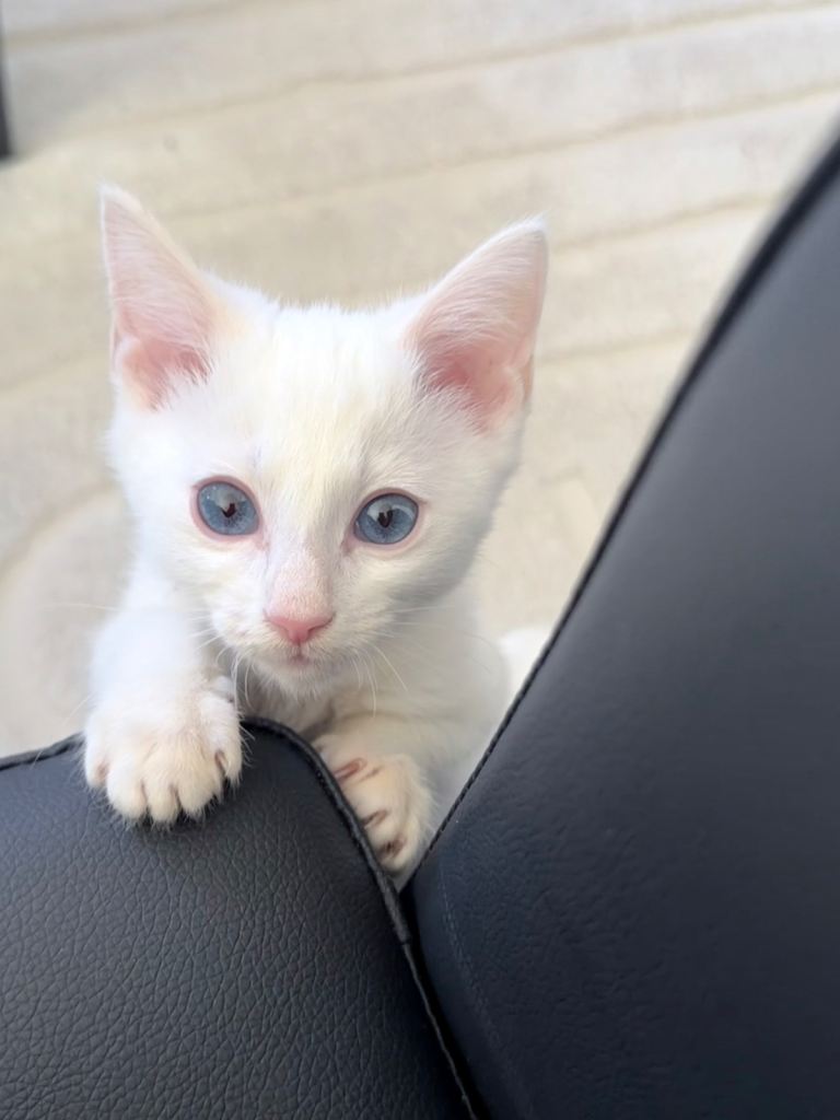 male kitten 