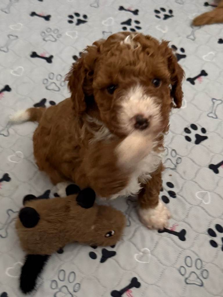 Toy Poodle x Cockerpoo Puppies