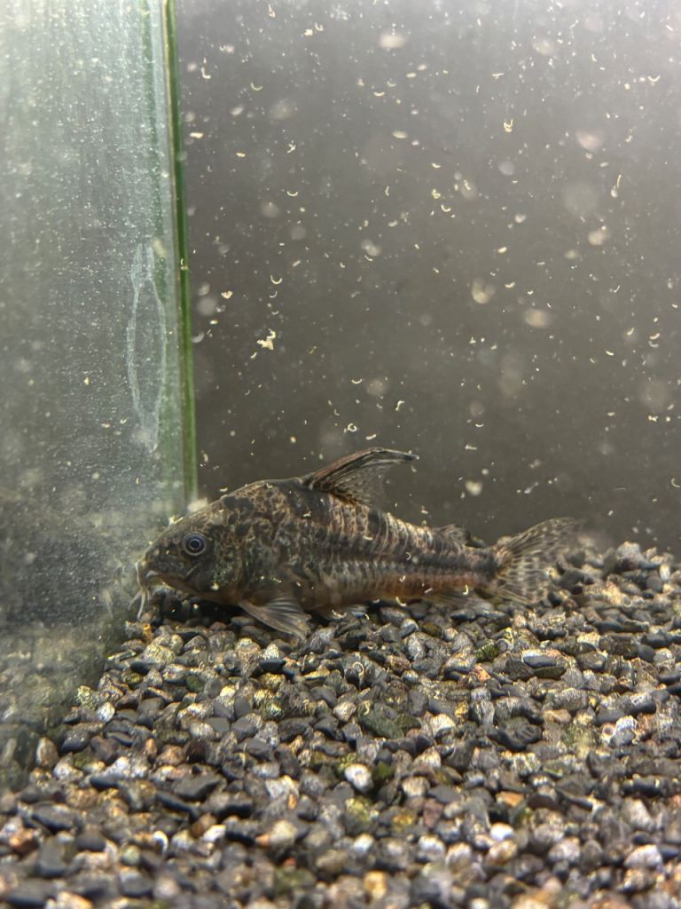 3 Corydoras (Catfish)