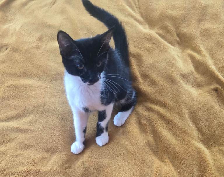 Beautiful Female Kitten Looking for a Loving Home