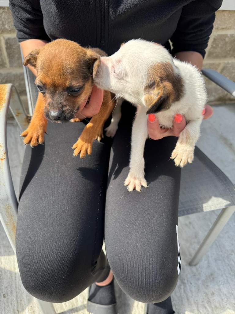 jack Russell x chihuahua puppies