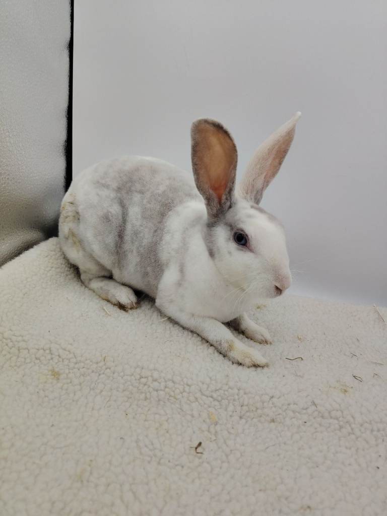 3 lovely mini rex 