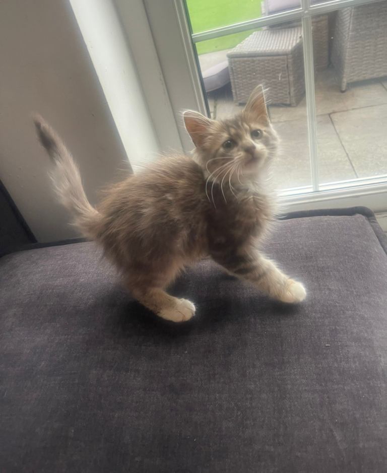 Lovely litter of kittens for sale 