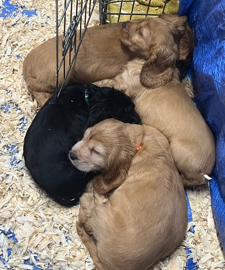 Cocker spaniel puppies Manchester 
