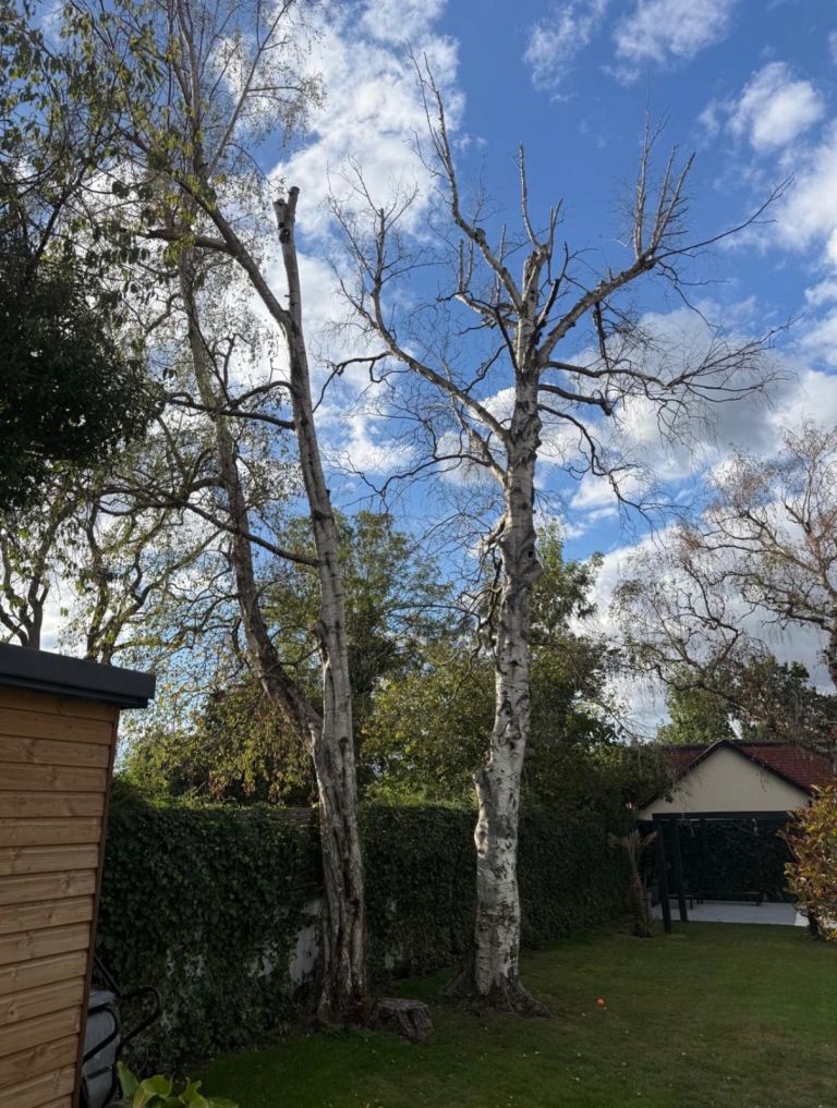 🌲🌳🪾 Trees Services In London and surrounding areas 🪾🌳🌲