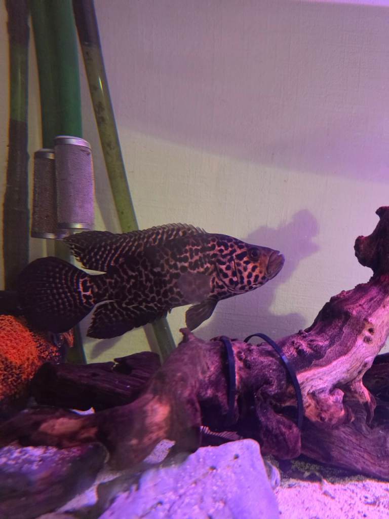 Male jag cichlid 