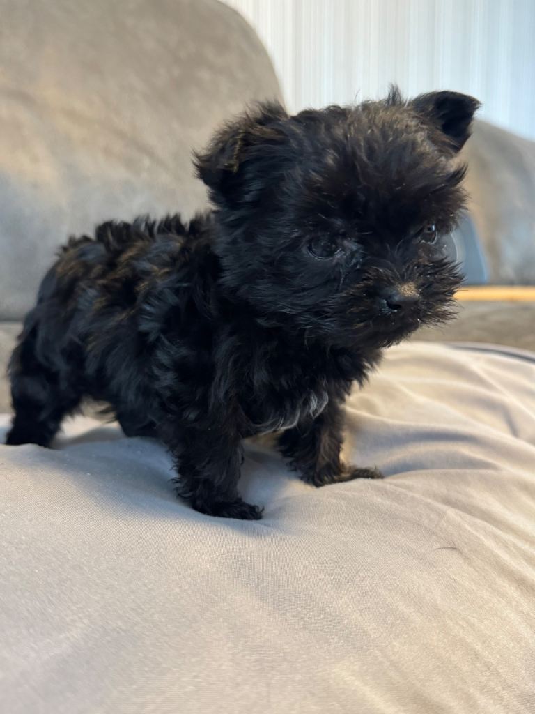 Yorkshire terrier x Biewer terriers