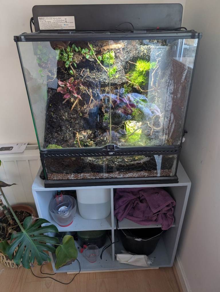 Exo terra custom frog setup 