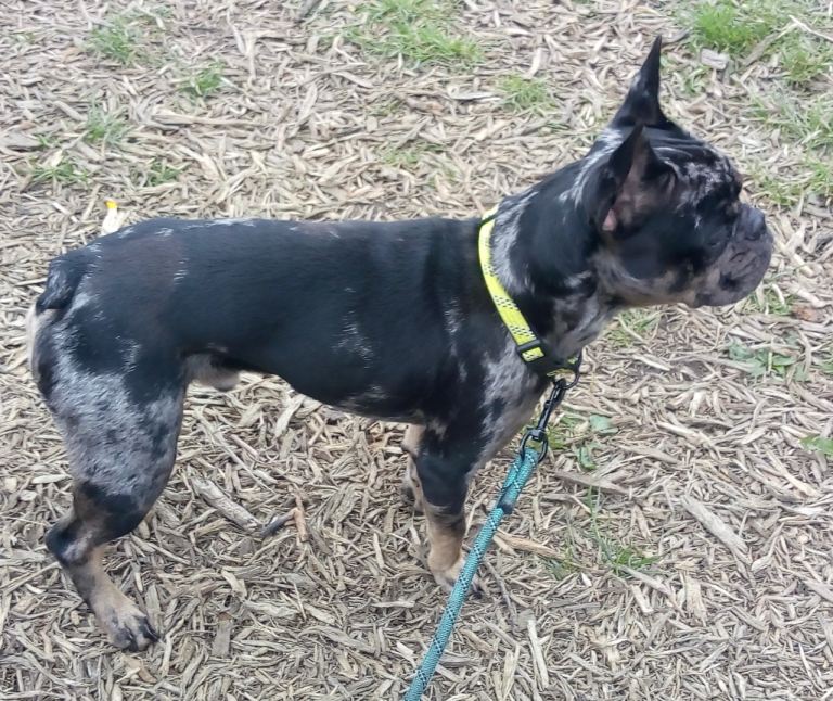 Merle French Bulldog 