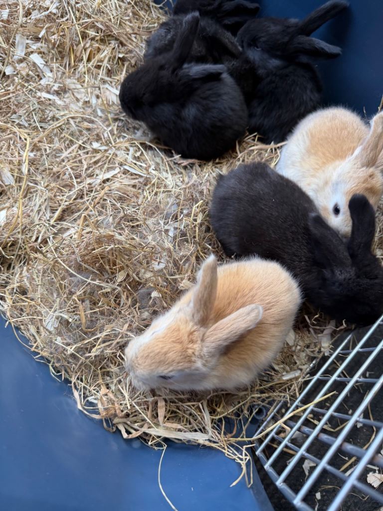 Continental giant rabbits 
