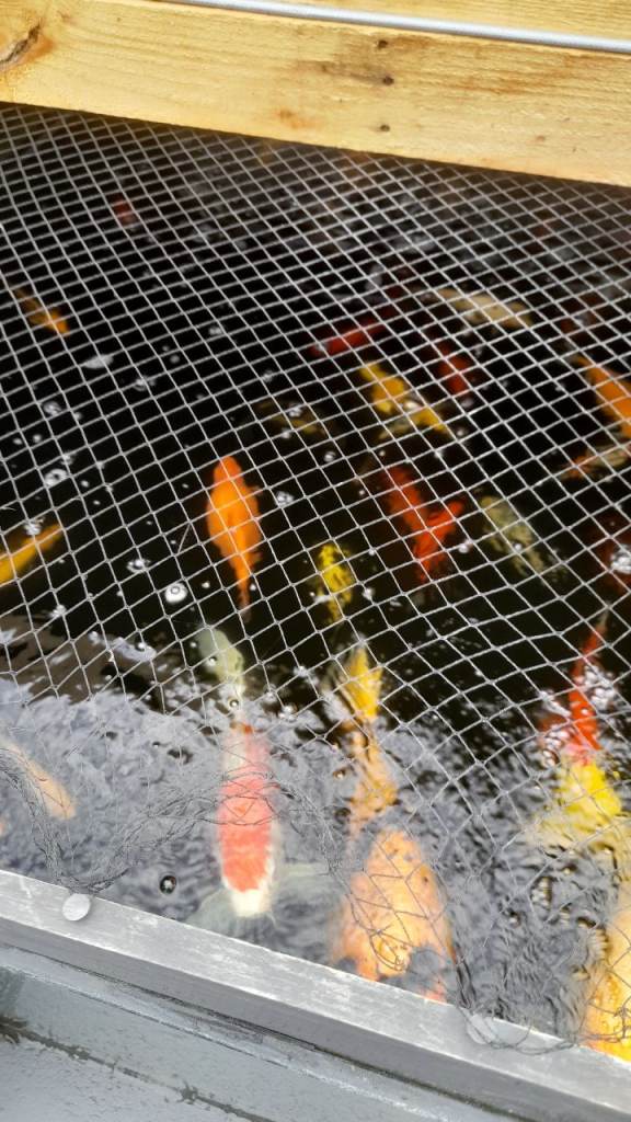 Pond fish 