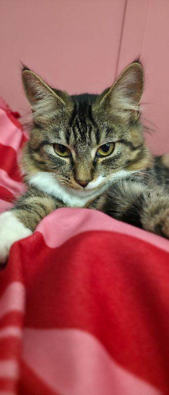 Lovely Female Mainecoon Kitten 💖