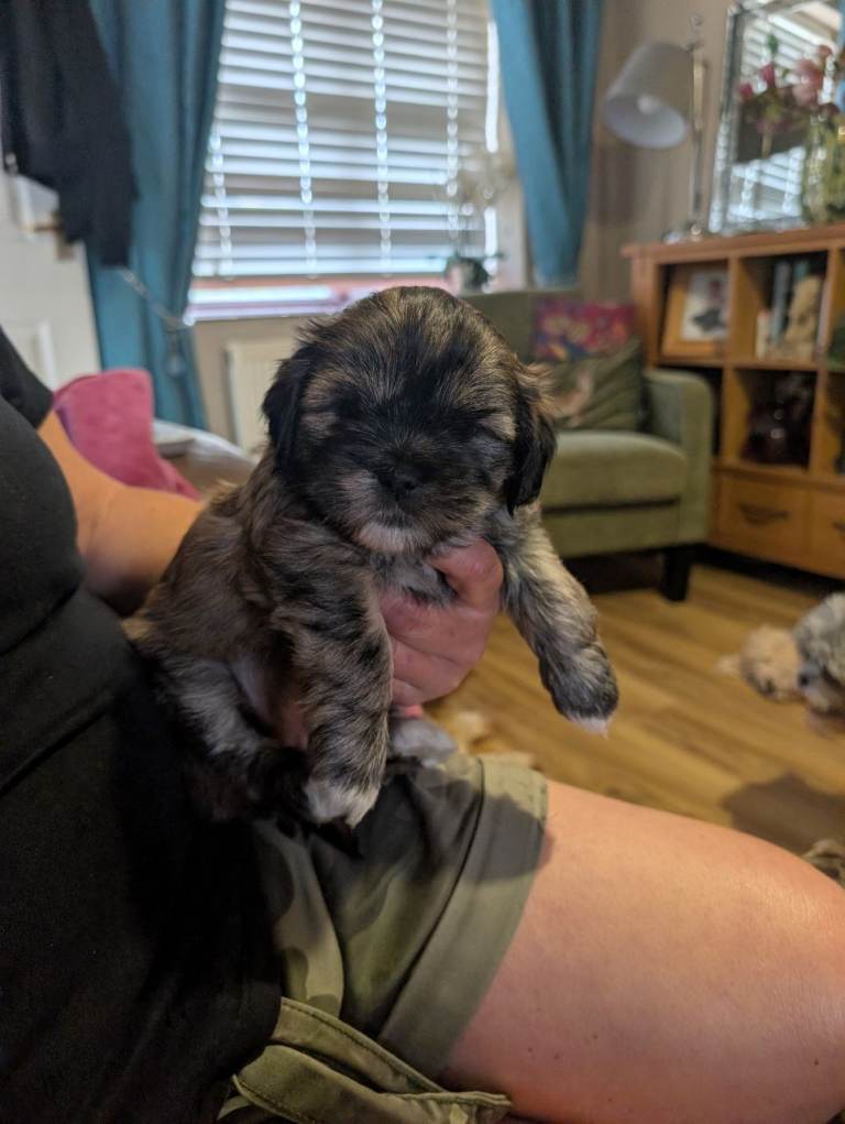Shitzus puppies 