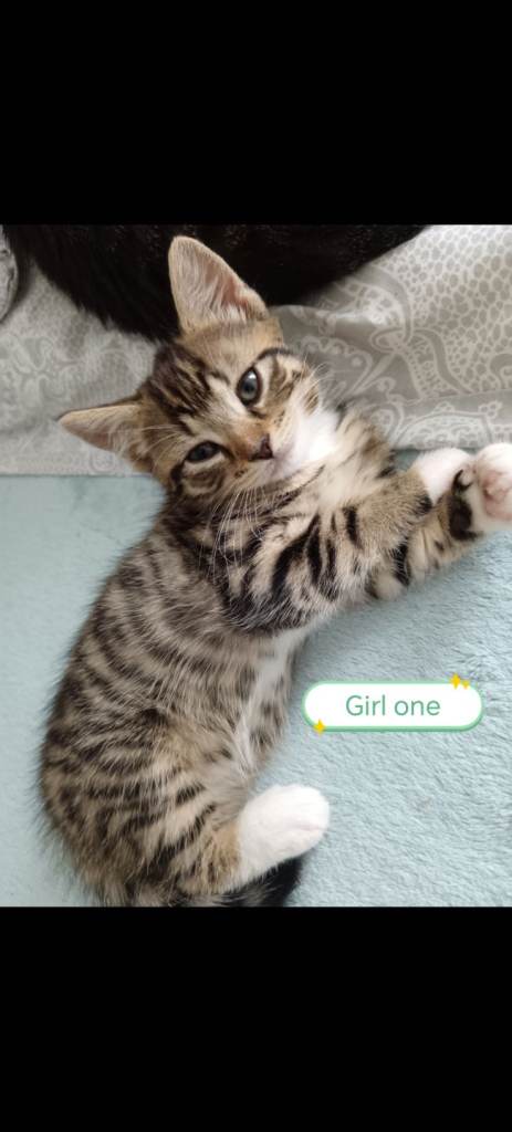Kittens ready to leave now