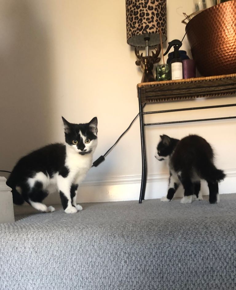 2 Kittens ready to leave now. Available 