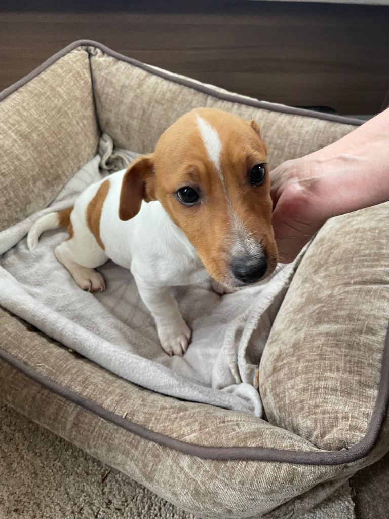 Jack Russell terrier pup 