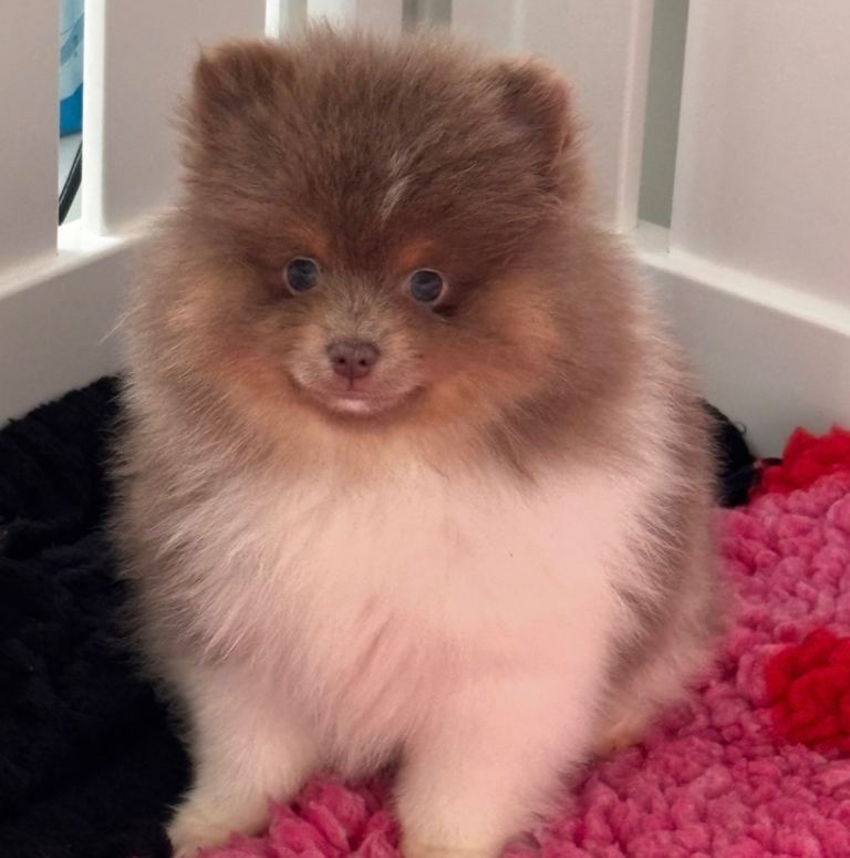 POMERANIAN PUPPY READY NOW 
