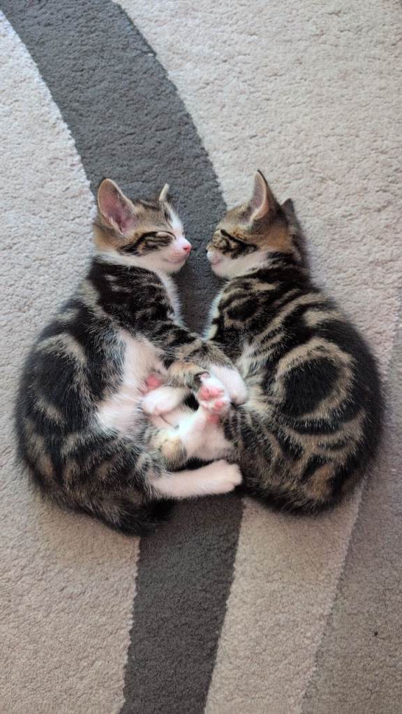 Beautiful kittens