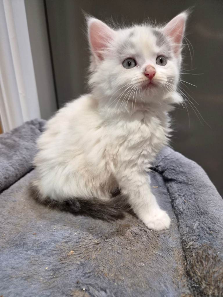 Stunning kittens