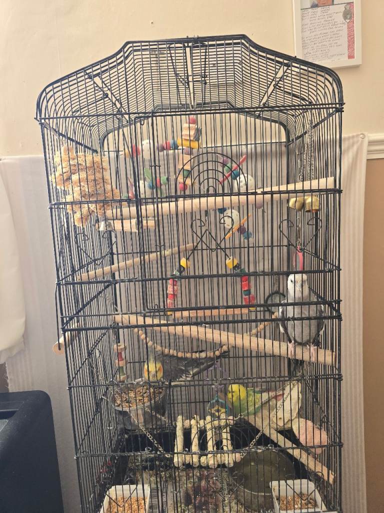 Cocktails and a budgie