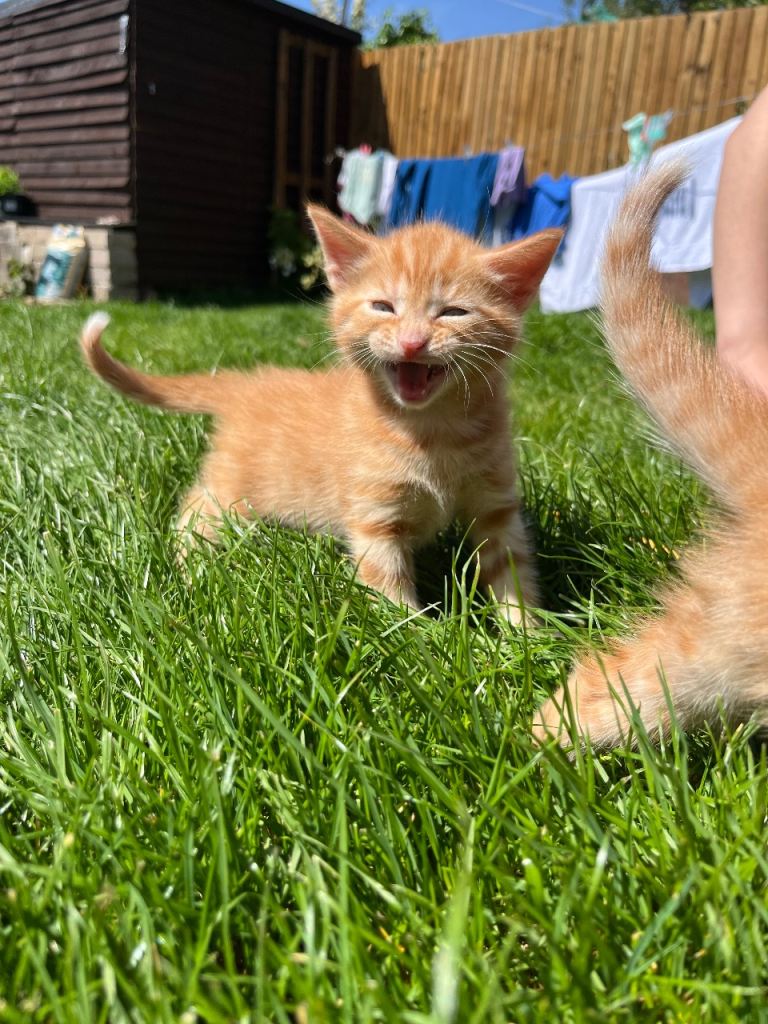 Kittens ready in a week