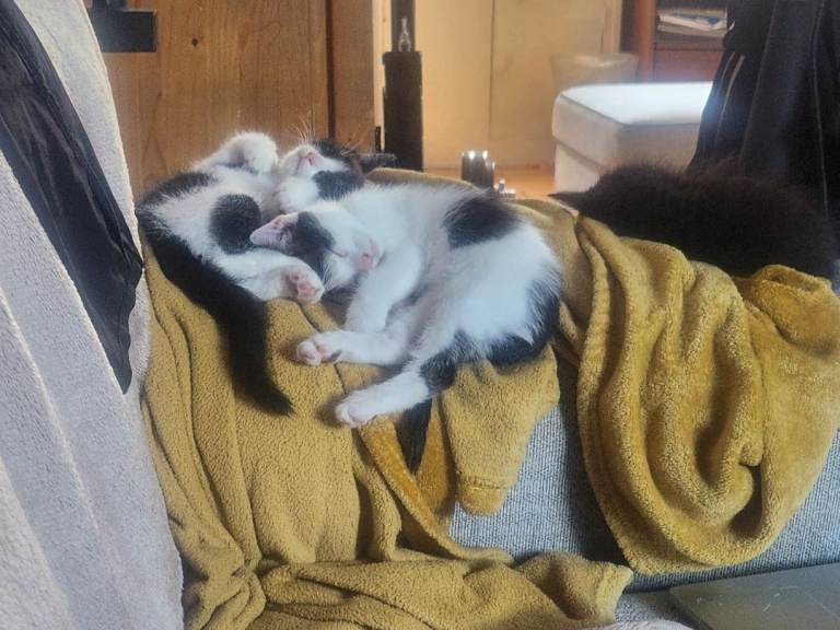 Black and White kittens