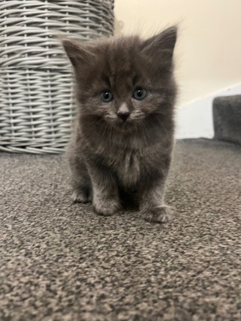 Kittens 