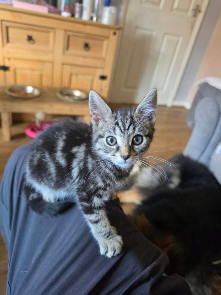 Male maine coon kitten