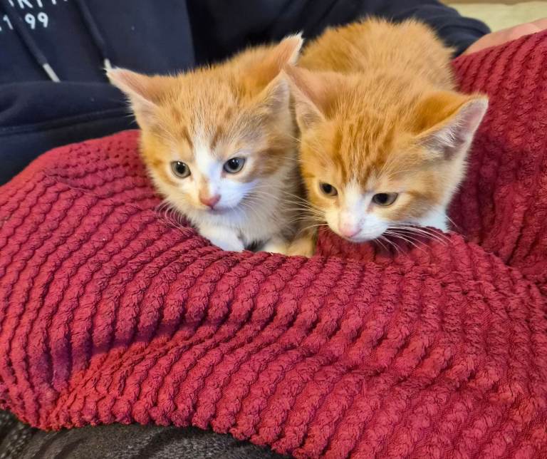 Kittens