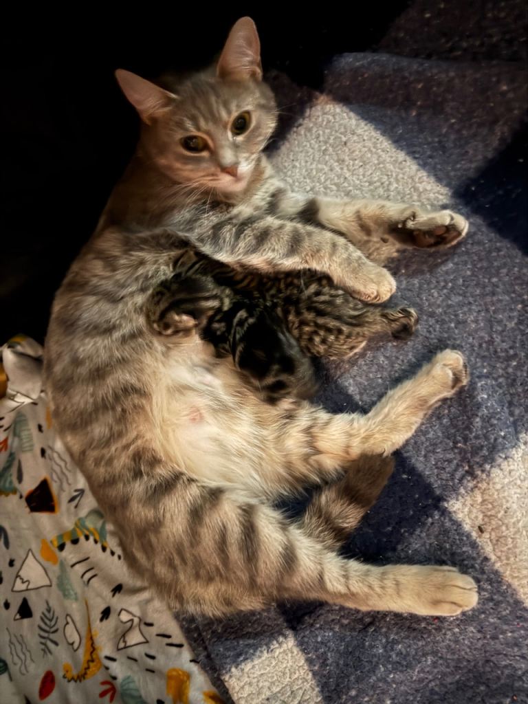 Kittens