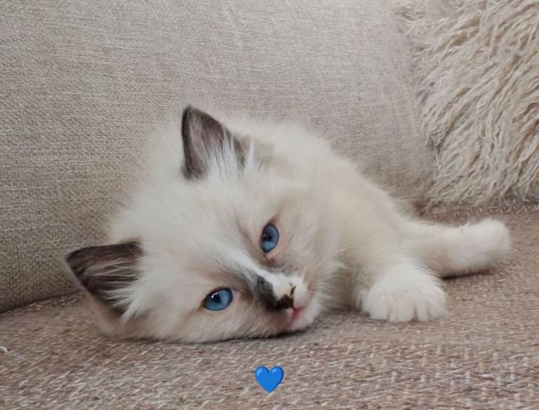 Ragdoll kittens 