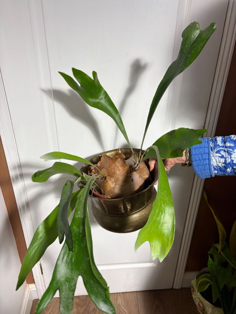 Staghorn Fern - Platycerium bifuractum